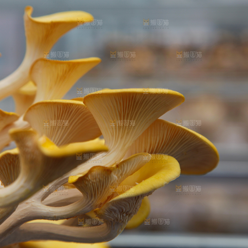 榆黄蘑