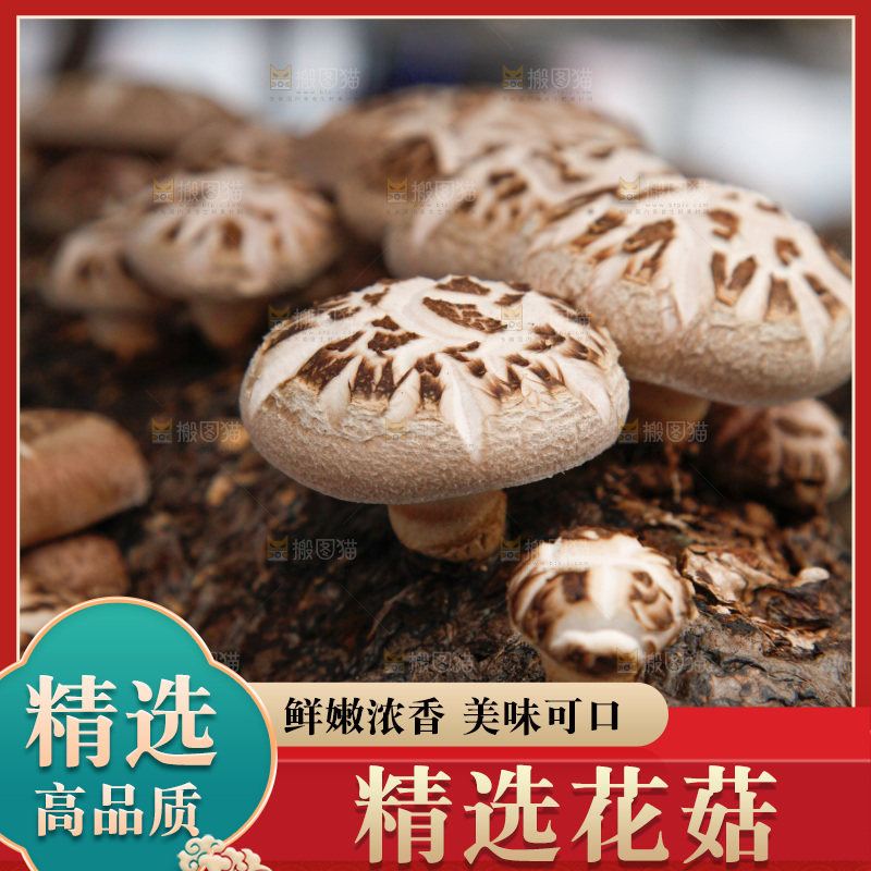 花菇 香菇