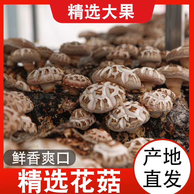 花菇 香菇
