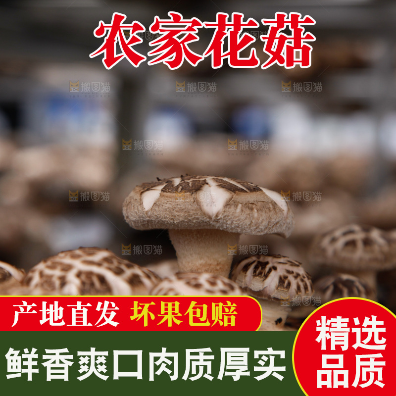 花菇 香菇