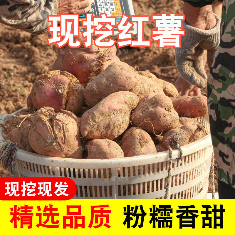 红薯地里劳作