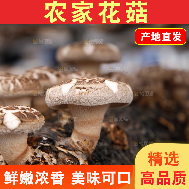 花菇 香菇