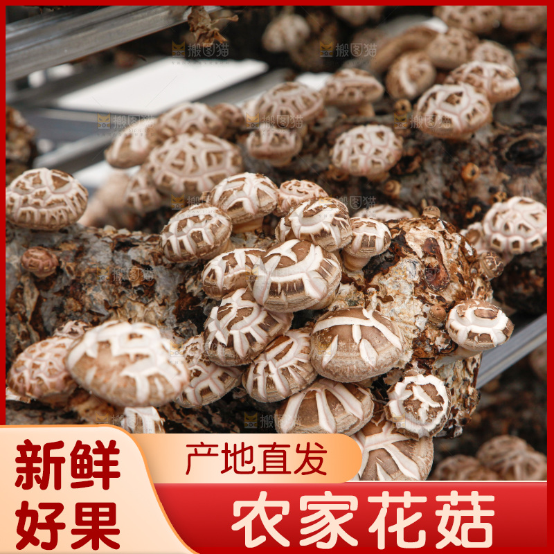 花菇 香菇
