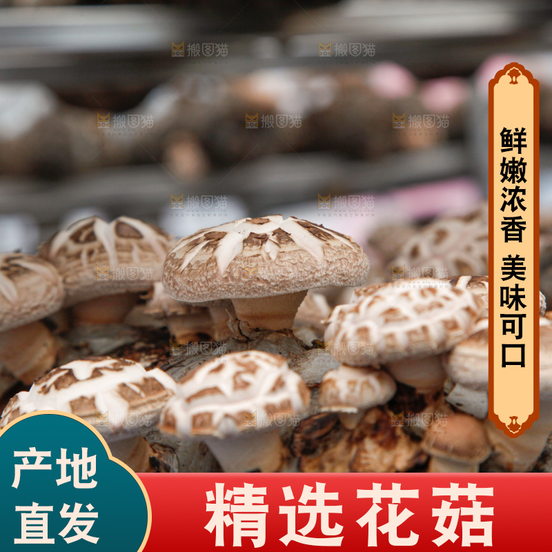 花菇 香菇