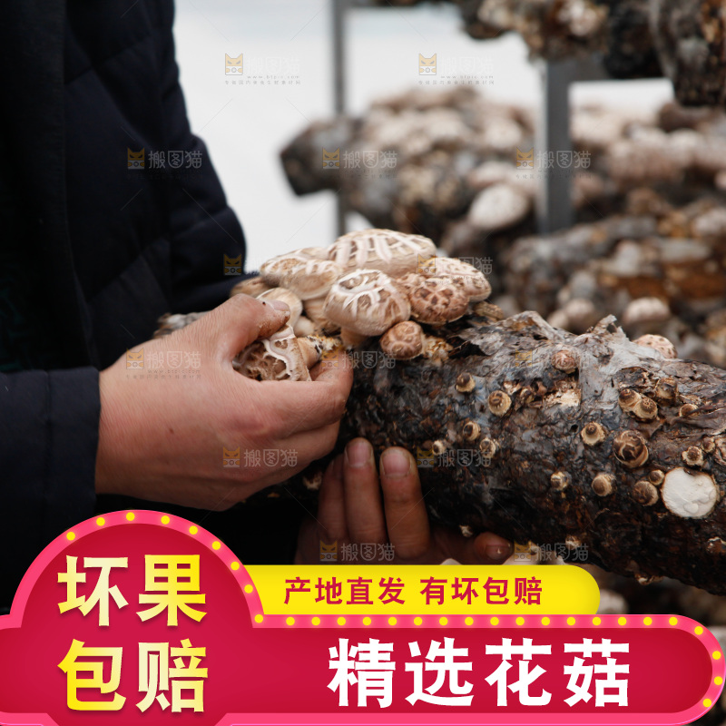 花菇 香菇