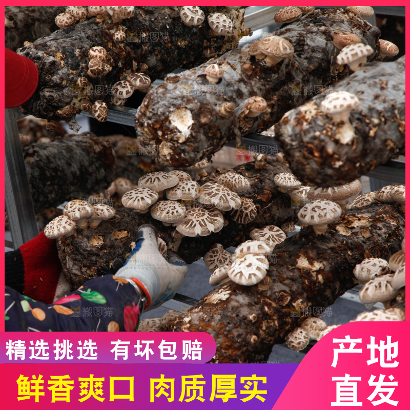 花菇 香菇