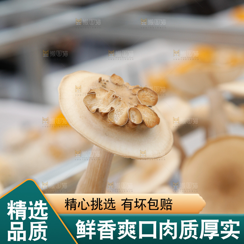 茶树菇生长