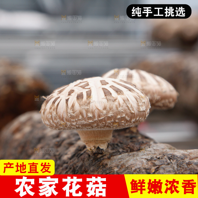 花菇 香菇