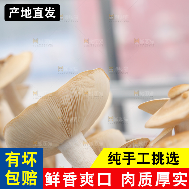 茶树菇生长