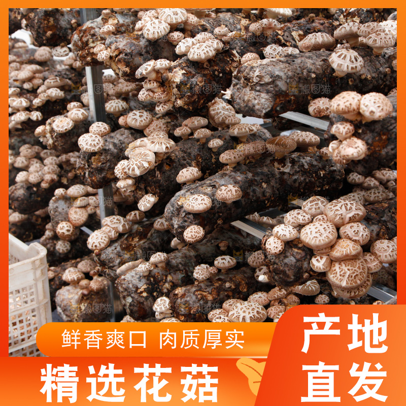 花菇 香菇