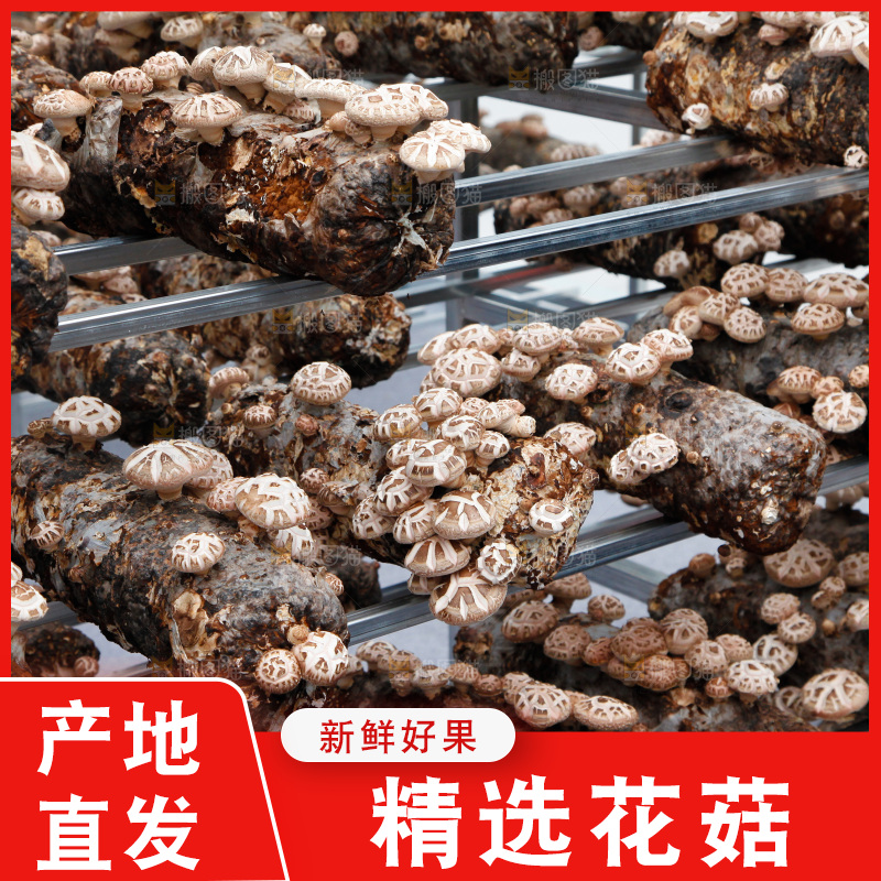 花菇 香菇