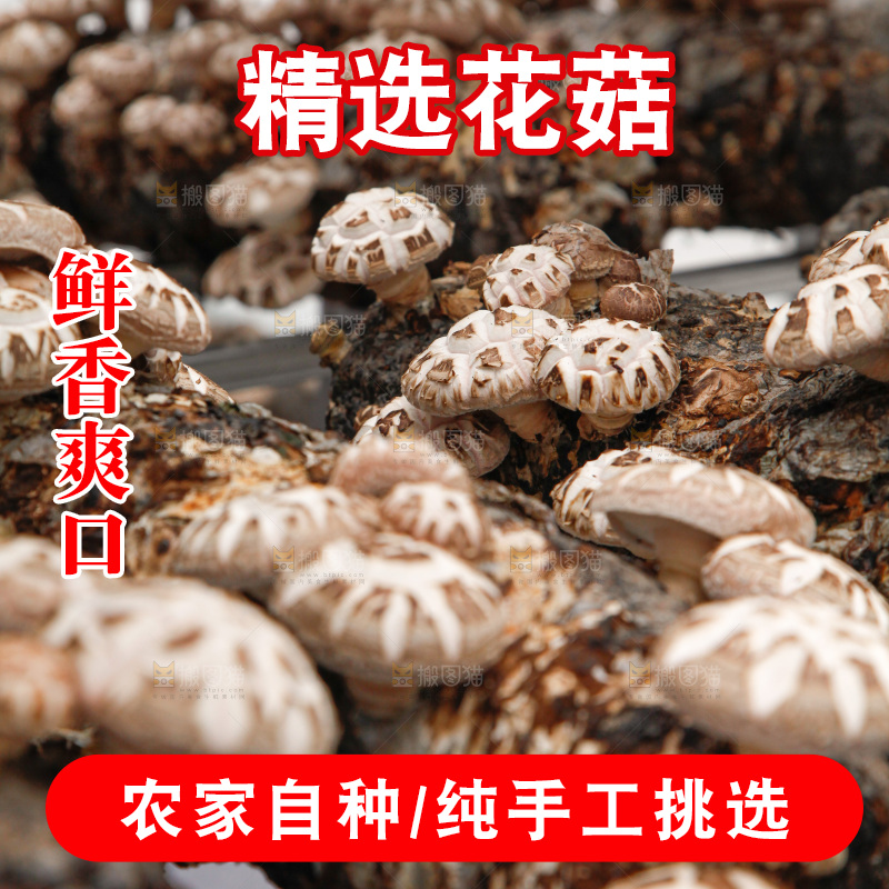 花菇 香菇