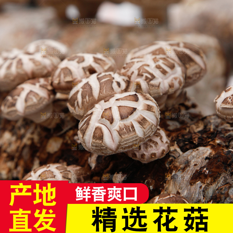 花菇 香菇