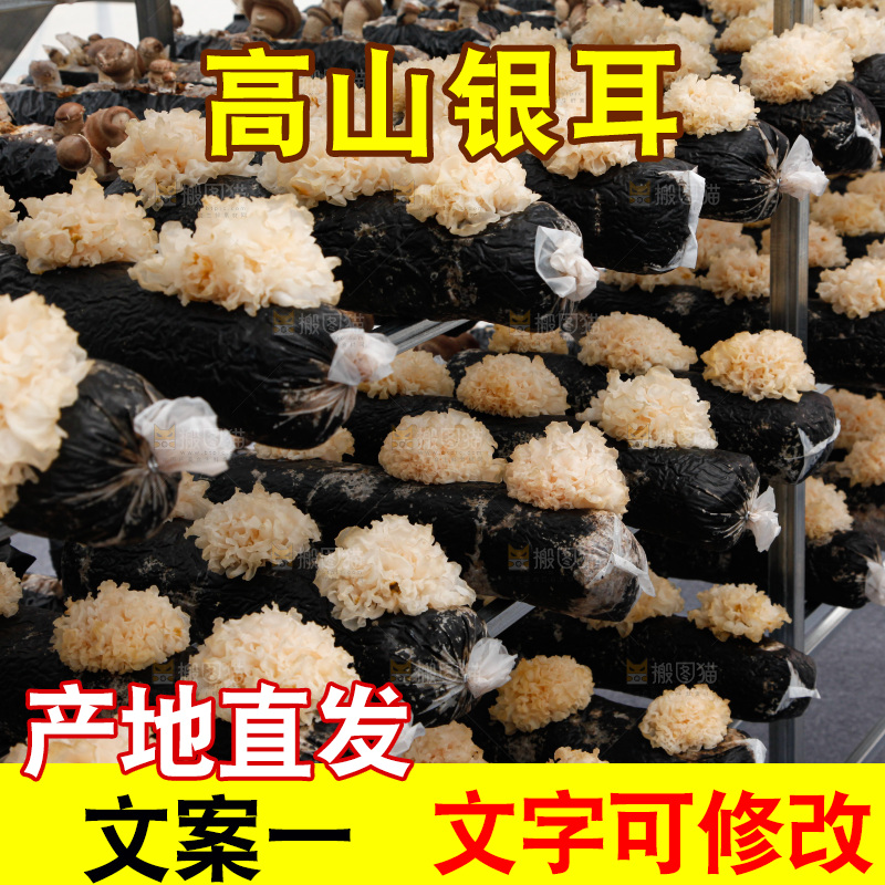 银耳