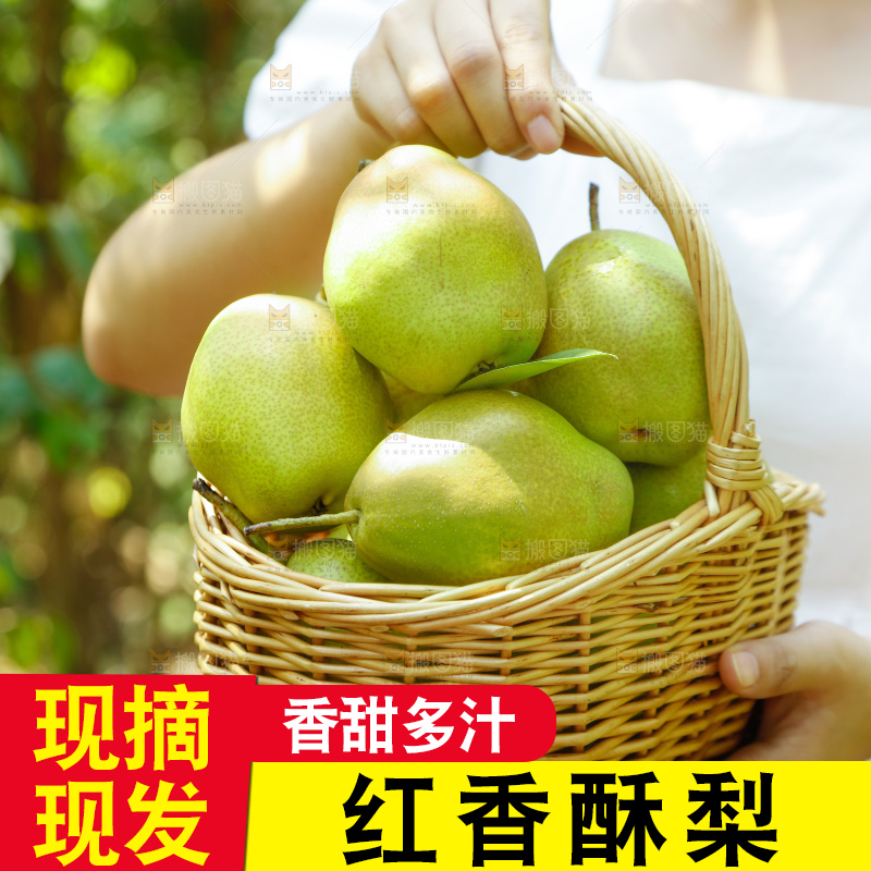 红香酥梨