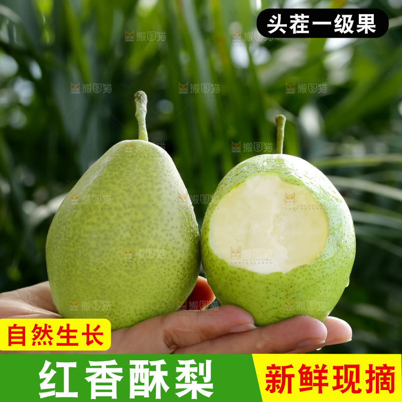 红香酥梨