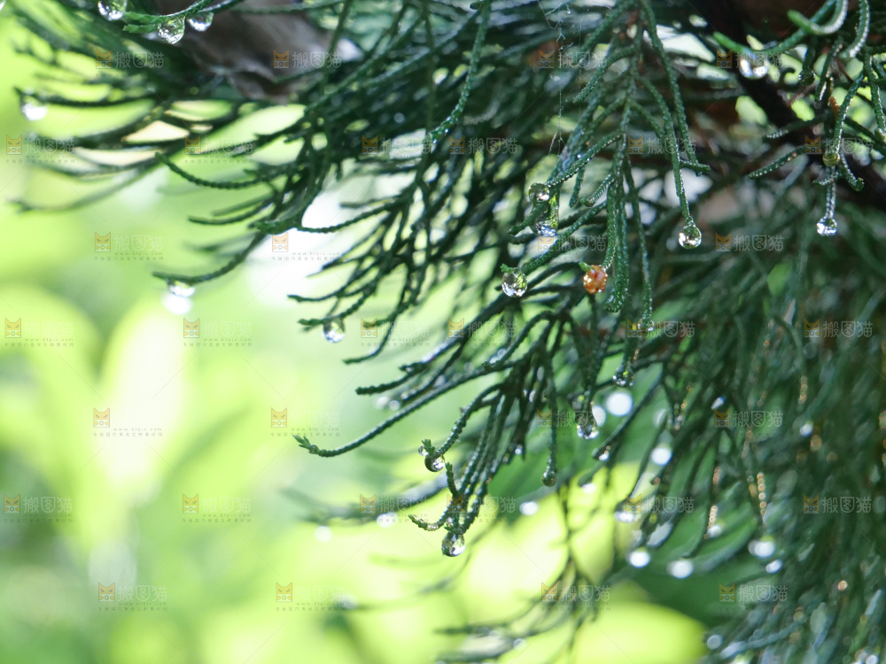 绿叶露水