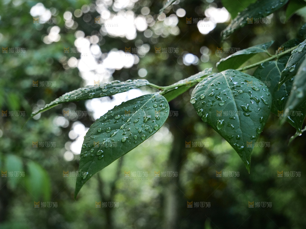 绿叶露水