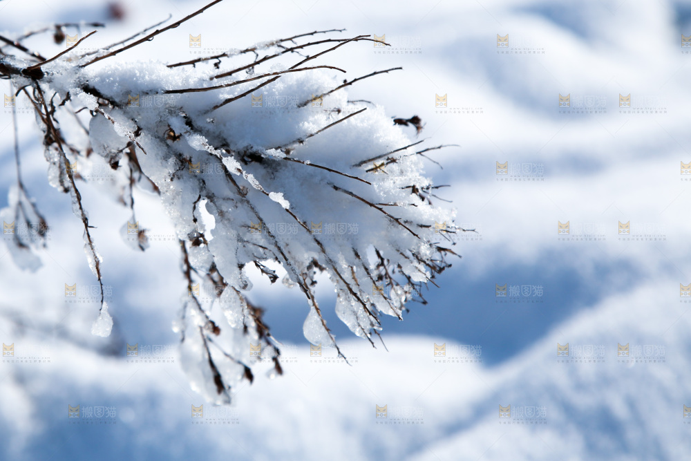 雪景