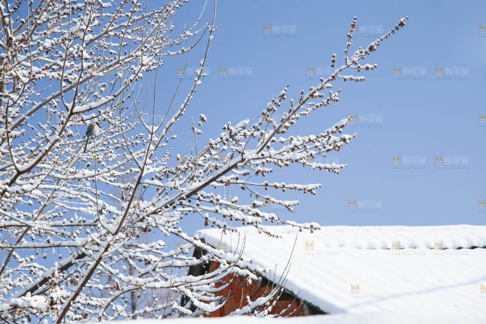 雪景
