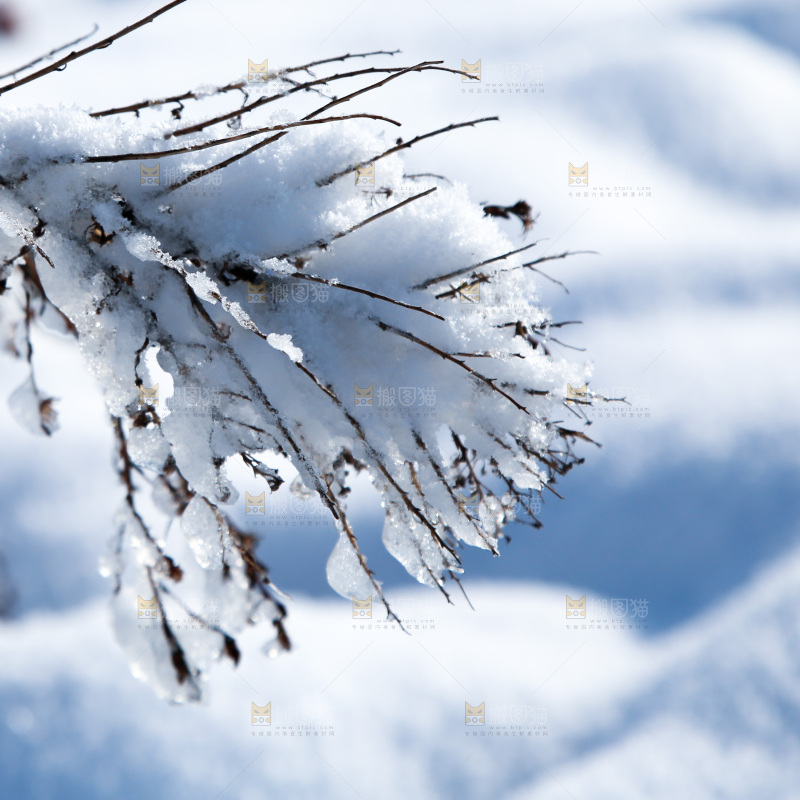 雪景