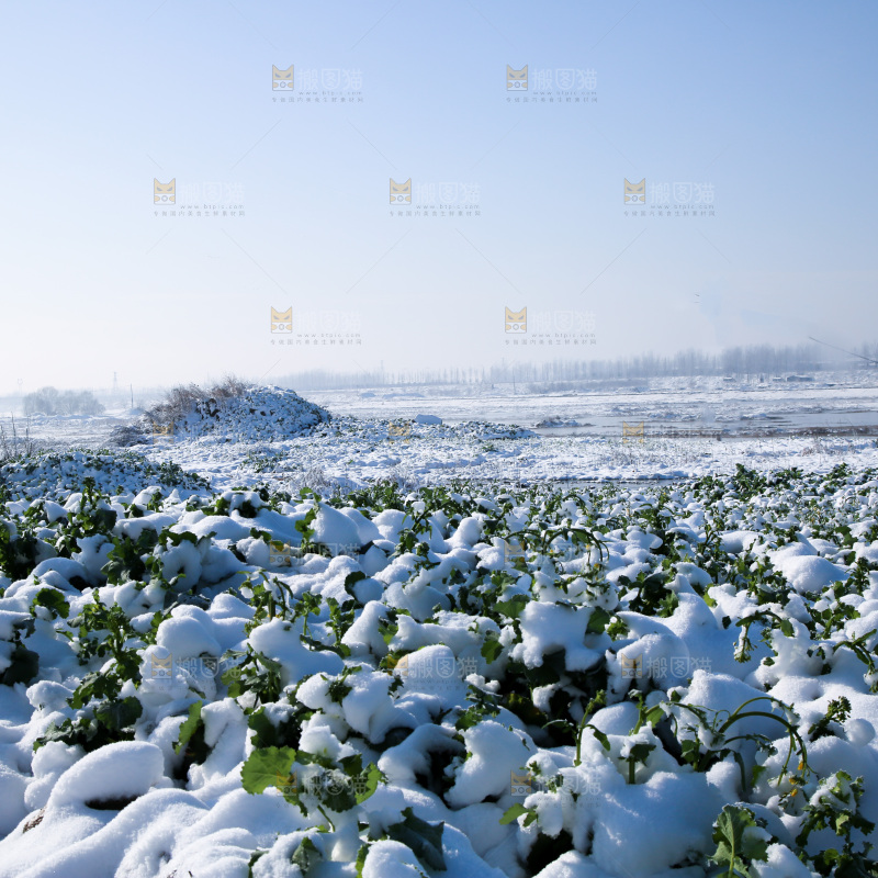 雪景