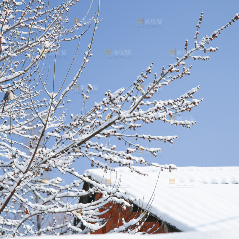雪景
