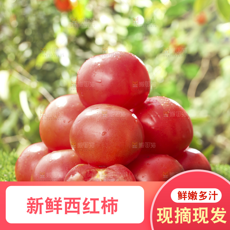 西红柿