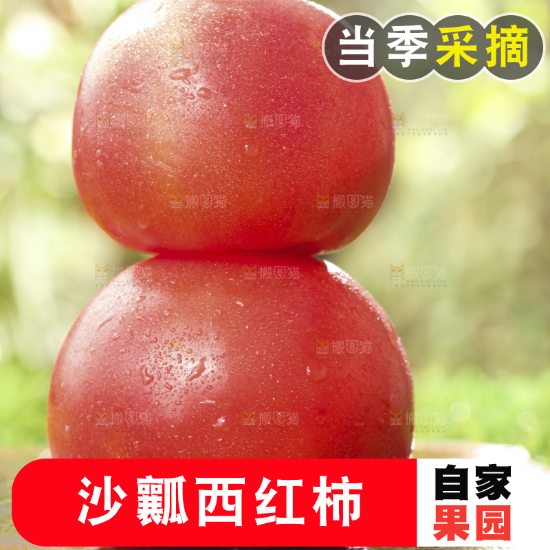 西红柿