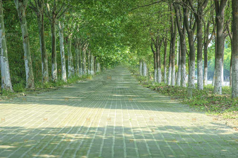 林荫大道