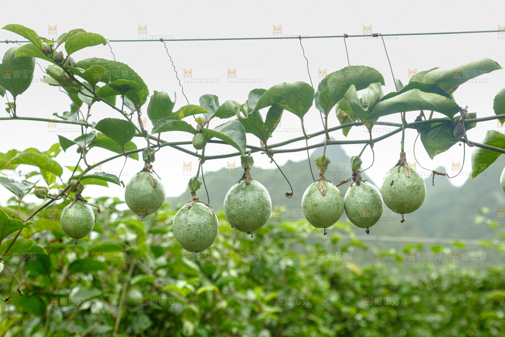 百香果产地