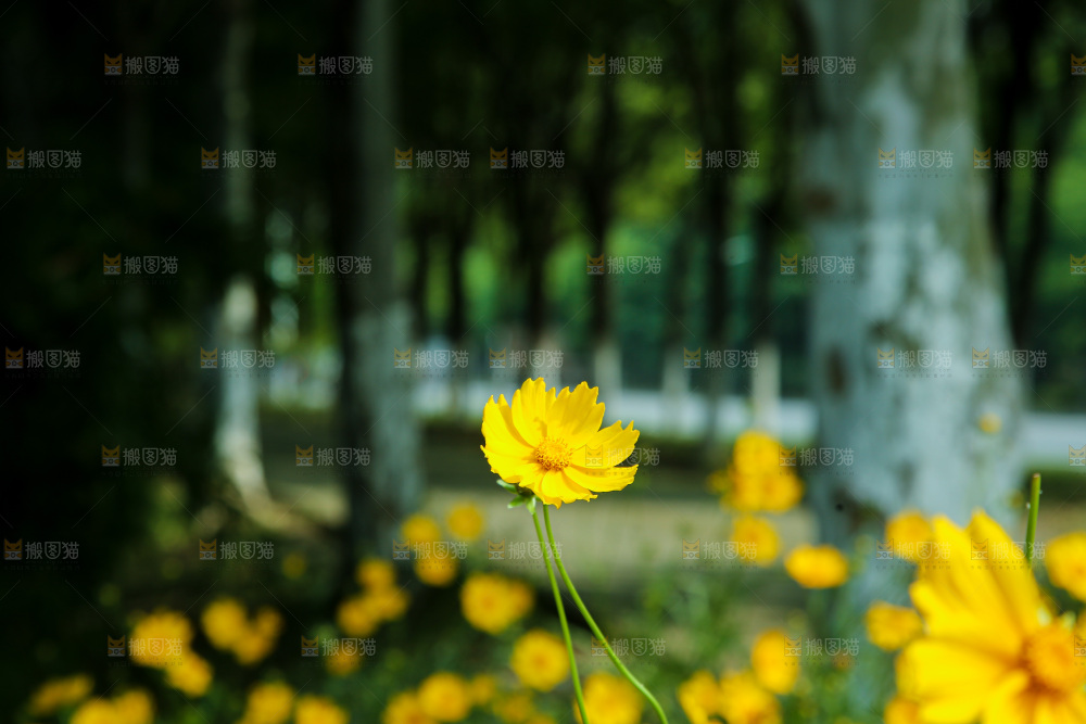 小黄花