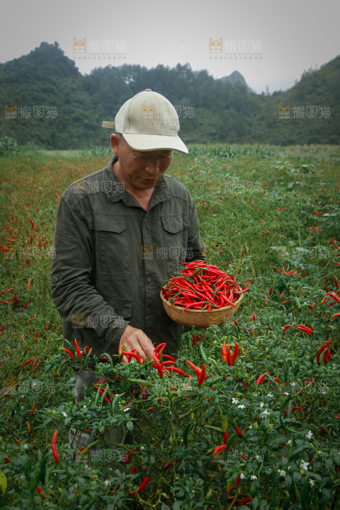小米辣采摘