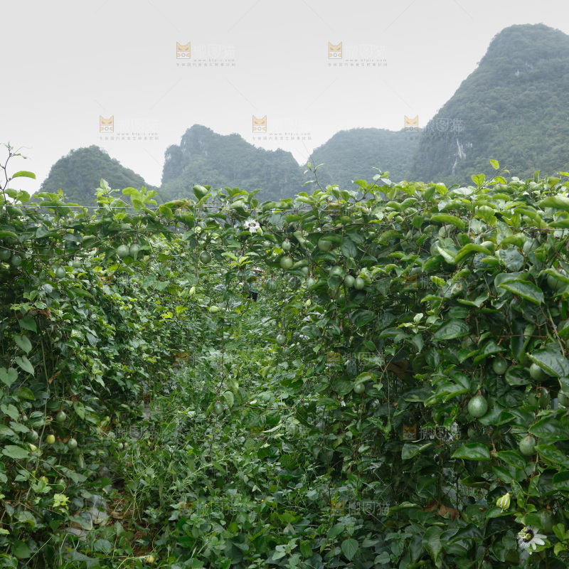 百香果产地