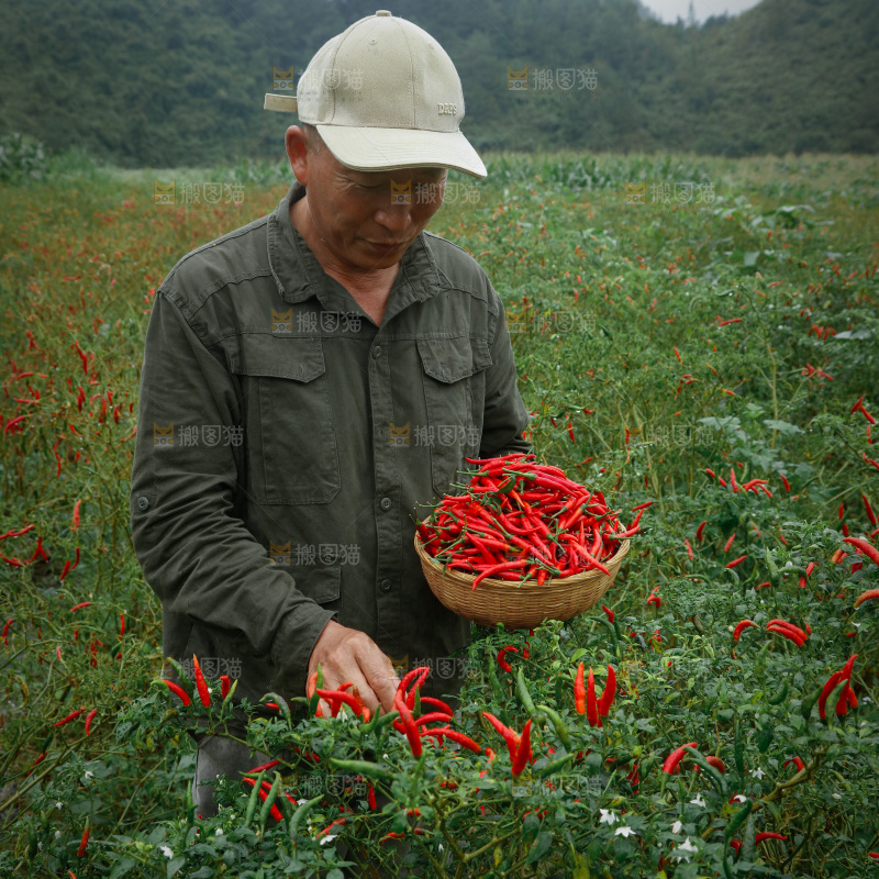 小米辣采摘