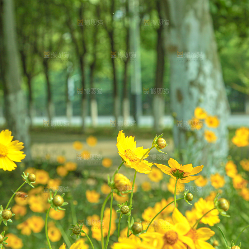 小黄花
