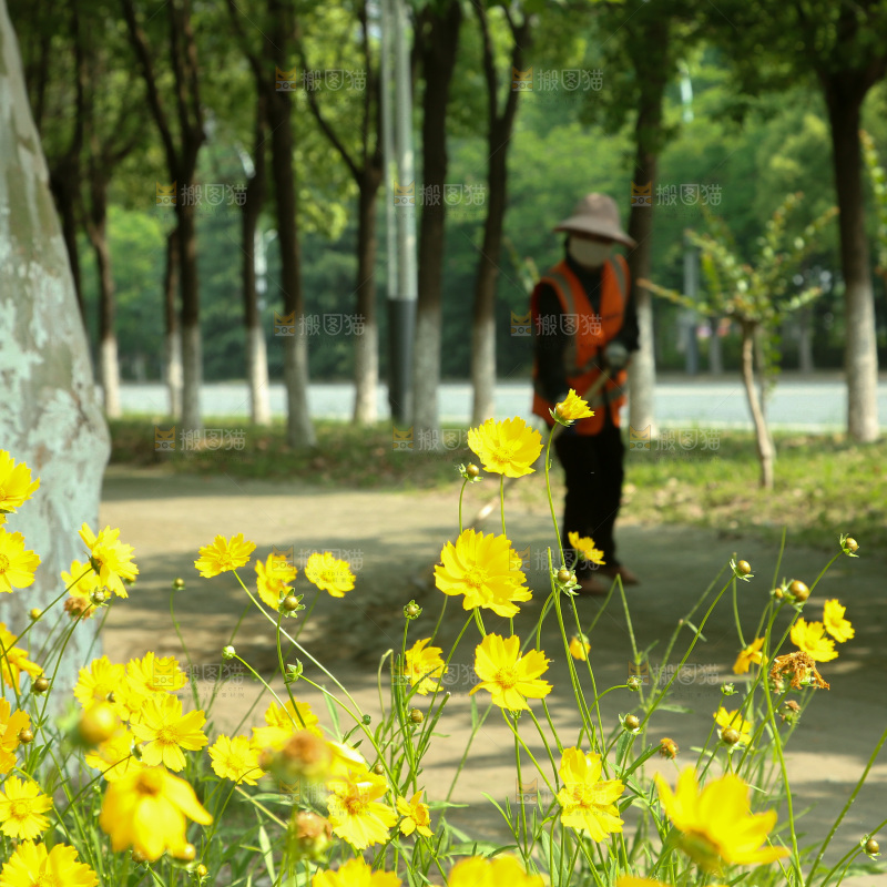 小黄花