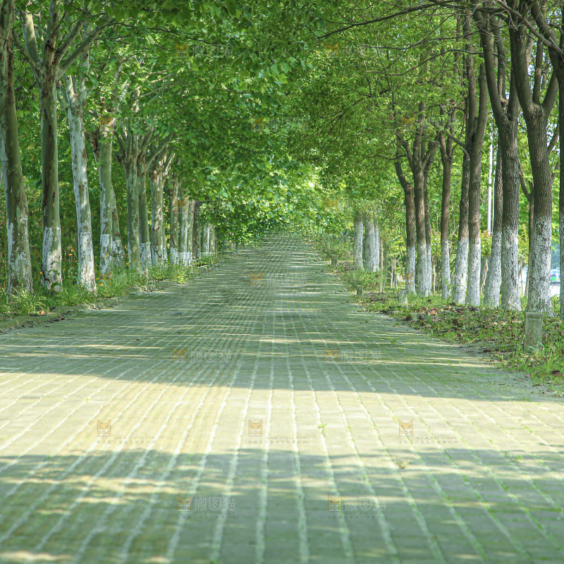 林荫大道