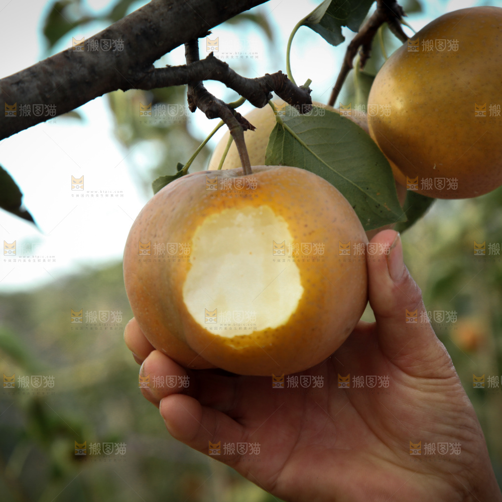 梨树