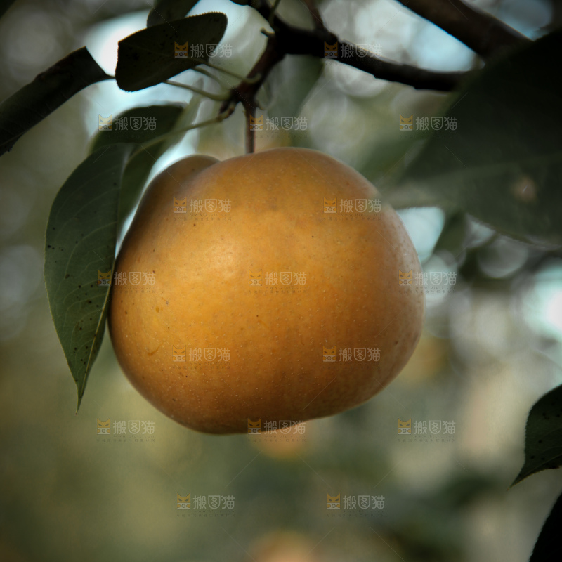 梨树