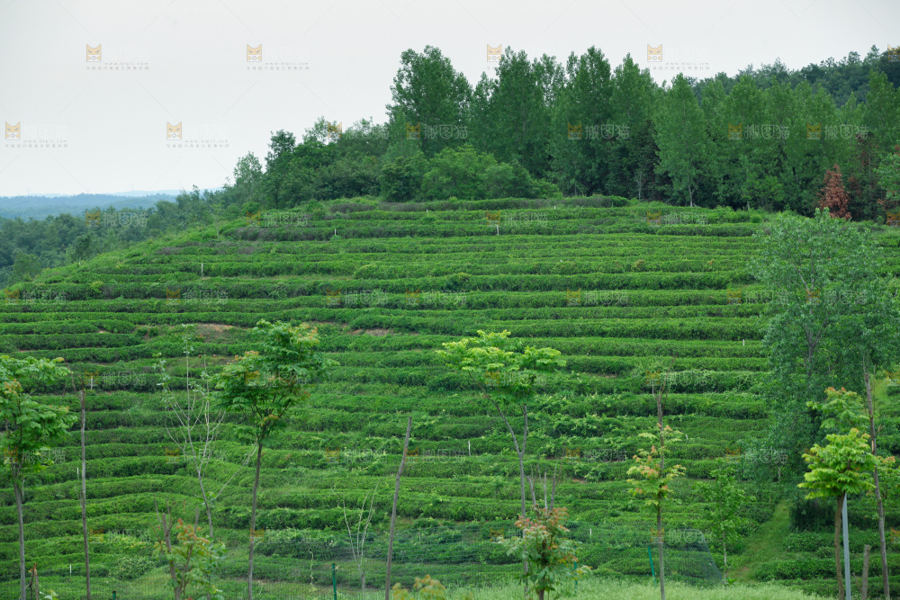 茶山