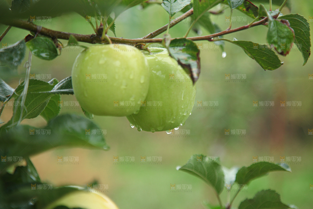 苹果树
