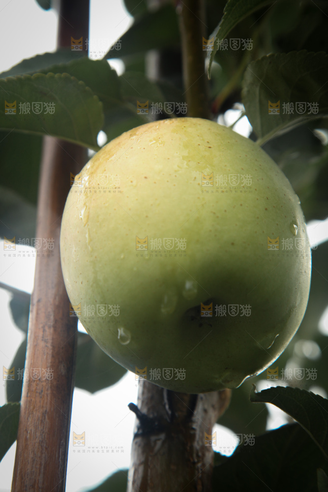 苹果树