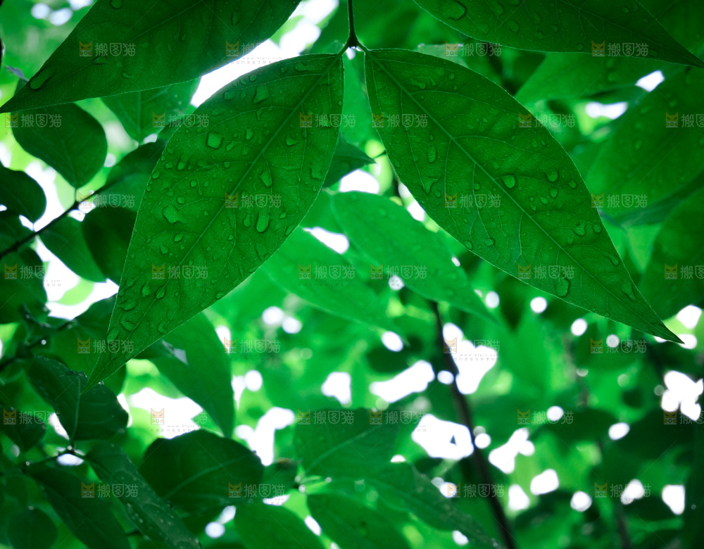 绿茵光影