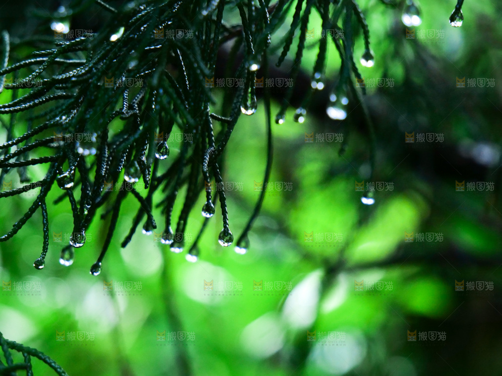 松树枝 雨后
