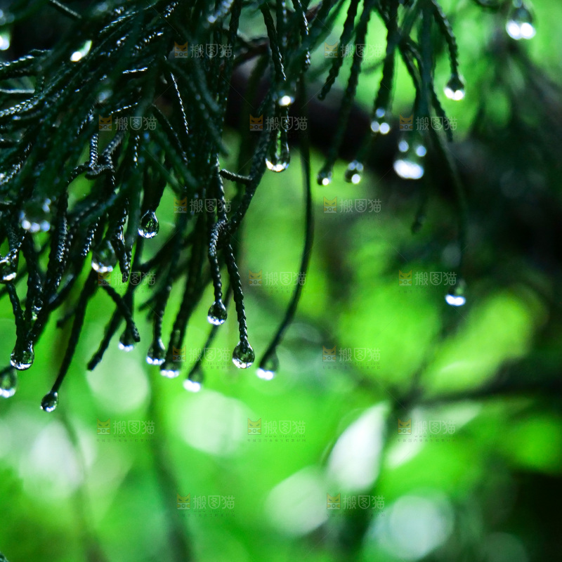 松树枝 雨后