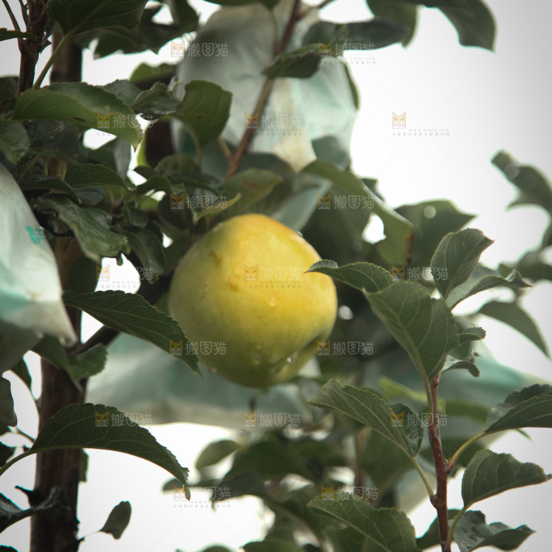 苹果树