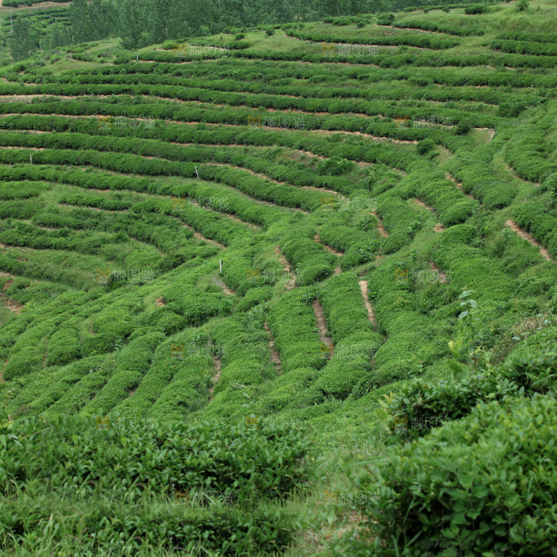 茶山