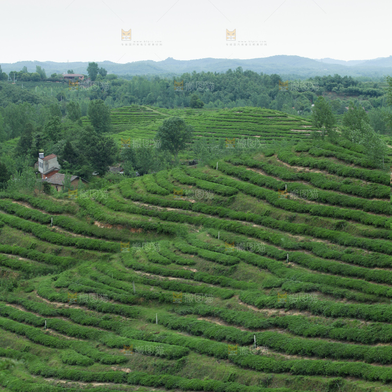 茶山