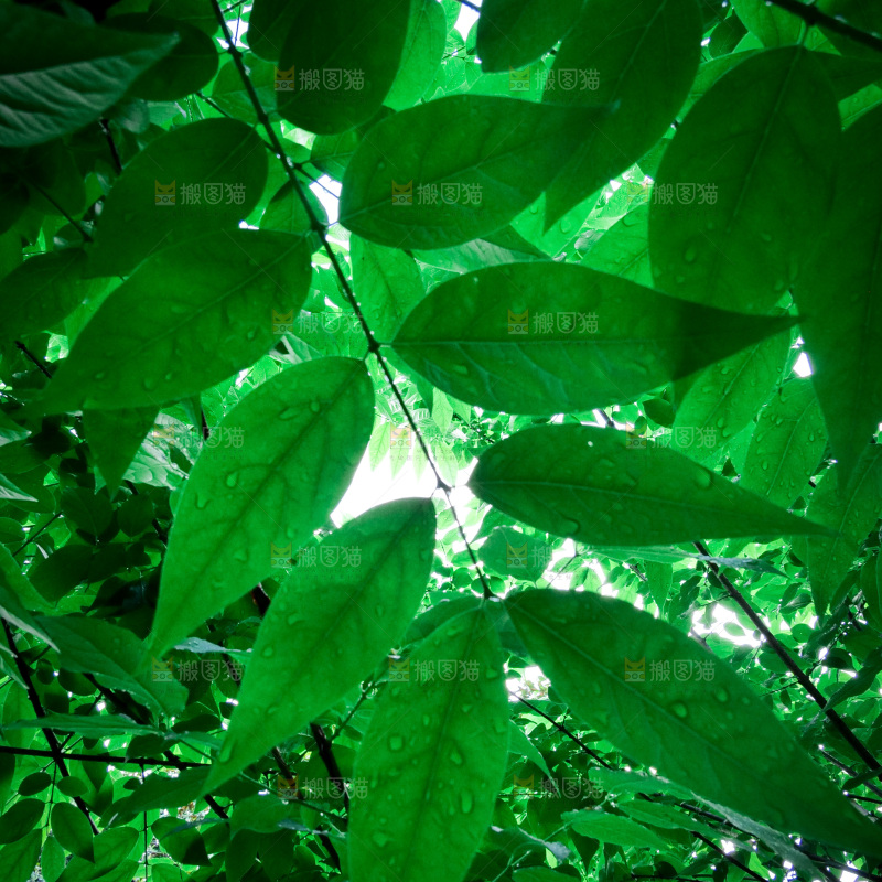 绿茵光影